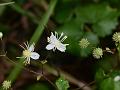 Khasi Meadow-Rue